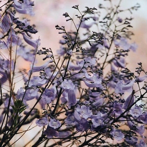 Huipil Jacaranda - imagen 3